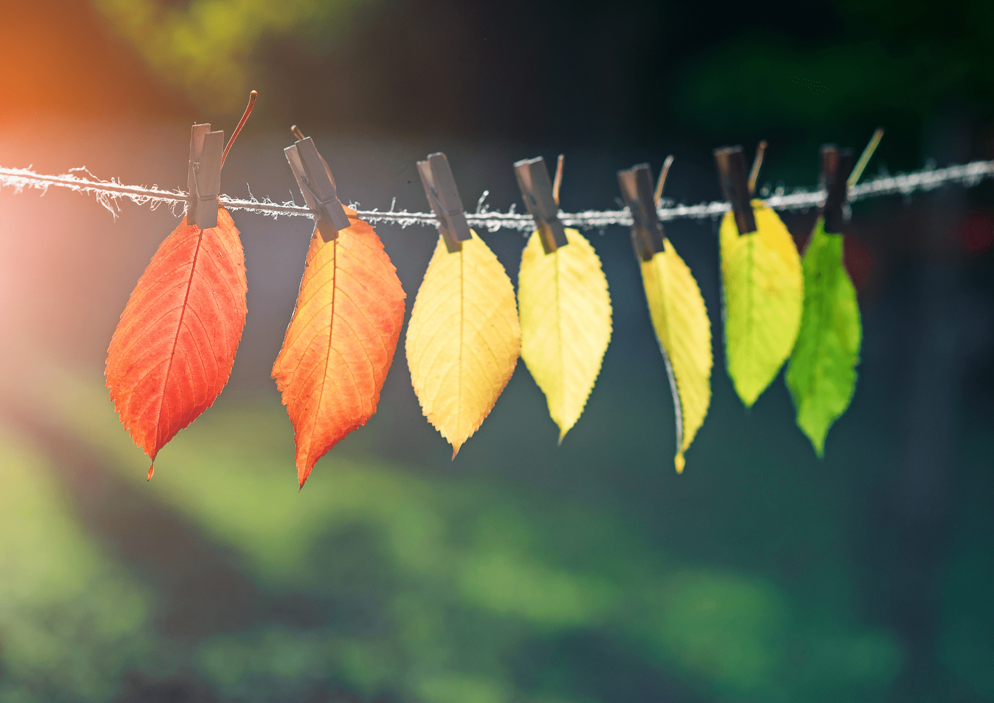 Changement climatique